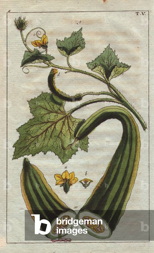 Cucumber with yellow flowers, section of fruit, leaves, tendrils, Cucumis flexuosus