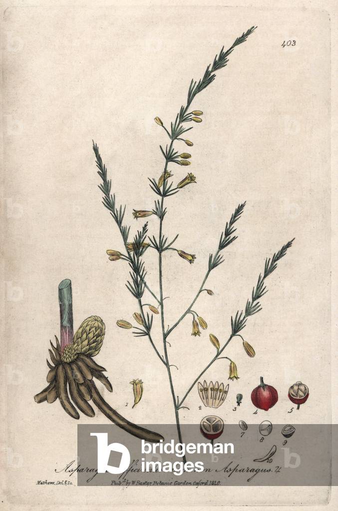 Green Asparagus (Asparagus officinalis) - Botanical Plate by Isaac Russell, engraved by Charles Matthews, from “English Botanical Phenomenes” by William Baxter (1788-1871), 1837