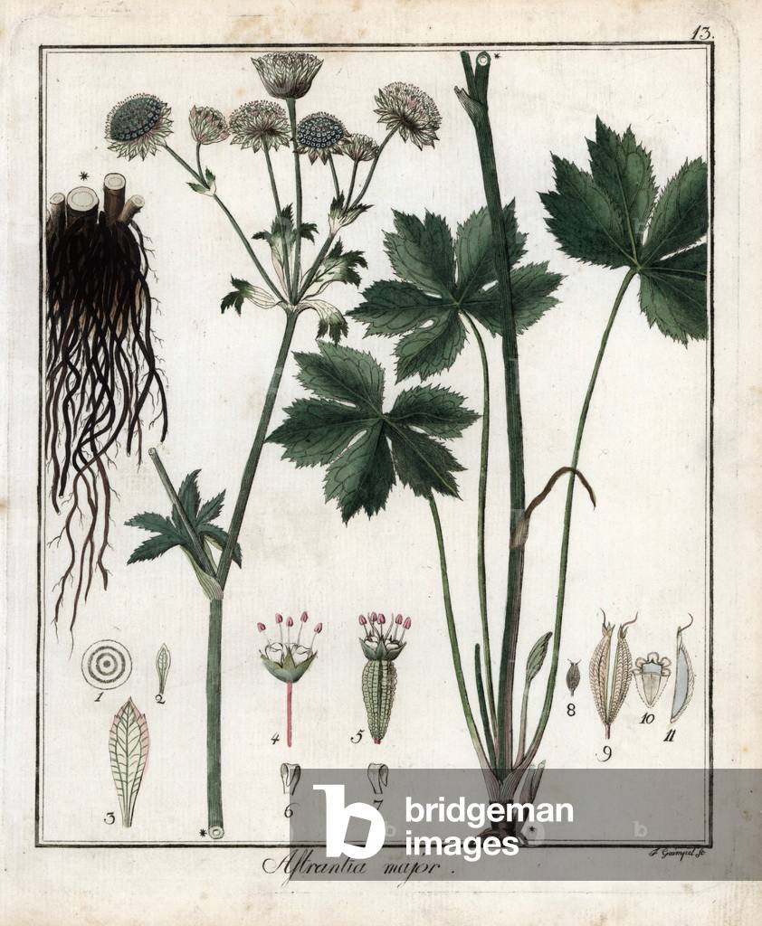 Large Astrance or Large Radiary - Lithography by F. Guimpel, extracted from medical botany by Friedrich Gottlob Haynes (1763-1832), Berlin, 1822 - Great masterwort, Astrantia major - Handcoloured copperplate by F. Guimpel from Dr. F. G. Hayne's Medical Botany, Berlin, 1822