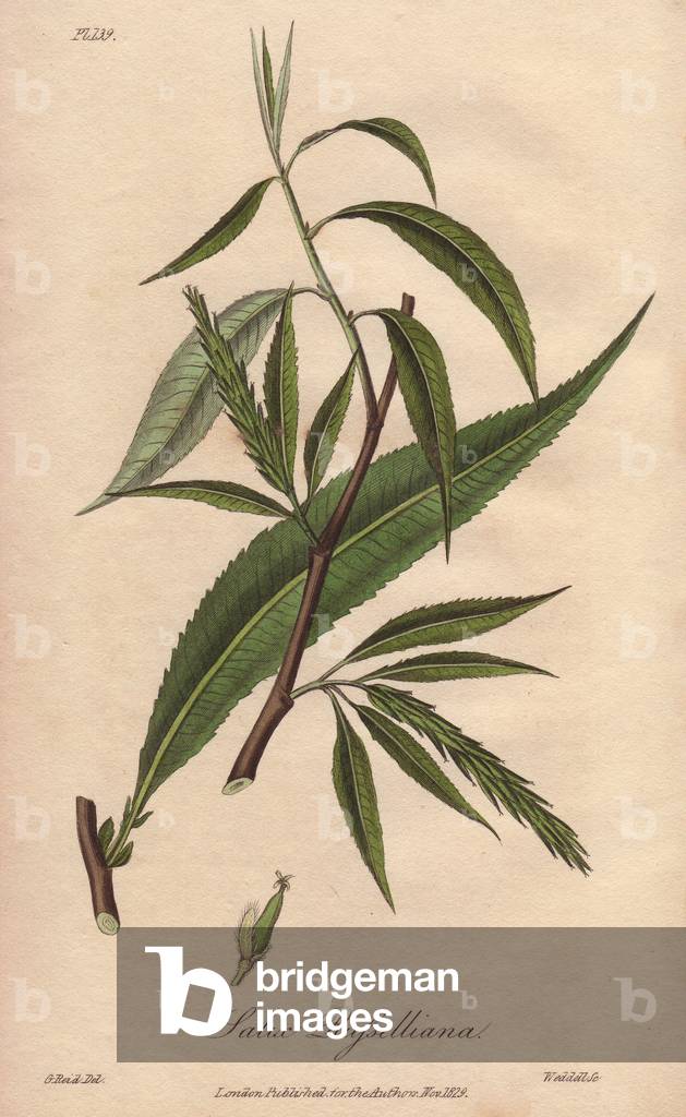 Fragile Willow (Salix fragilis) - Strong Water by William Clarke to illustrate “Medical Botanical, Description of the Medicinal Plants of London, Edinburgh and Dublin” by John Stephenson and James Morss Churchill, published in London by John Churchill in 1831