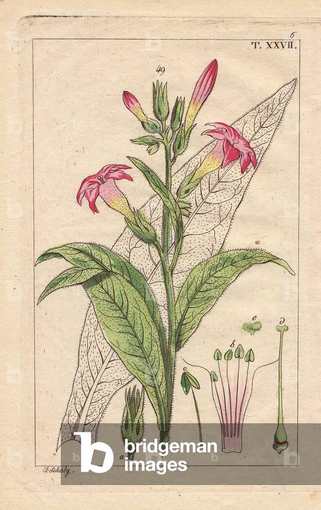 Virginia tobacco with pink flowers and leaves, Nicotiana tabacum