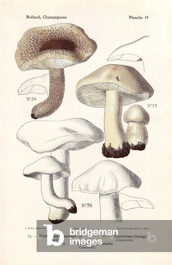 Edible mushrooms, Tricholoma squarrulosum, do-coloured tricholoma, Tricholoma columbetta and St. George's mushroom, Tricholoma georgii, Calocybe gambosa. Chromolithograph drawn by Bessin for Leon Rolland's “Atlas of Mushrooms”” 1911.