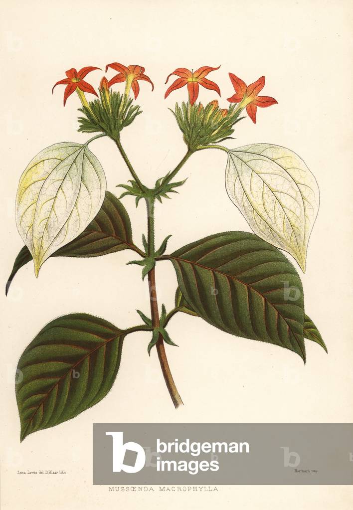 Sweet root, Mussaenda macrophylla