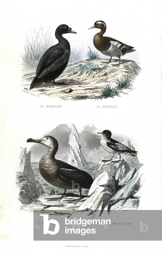 Black or American scoter, Melanitta americana, Eurasian teal, Anas crecca, wandering albatross, Diomedea exulans, and Cape petrel, Daption capense. Handcoloured engraving on steel by Pardinel after a drawing by Edouard Travies from Richard's “” New Edition of the Complete Works of Buffon,”” Pourrat Freres, Paris, 1837.