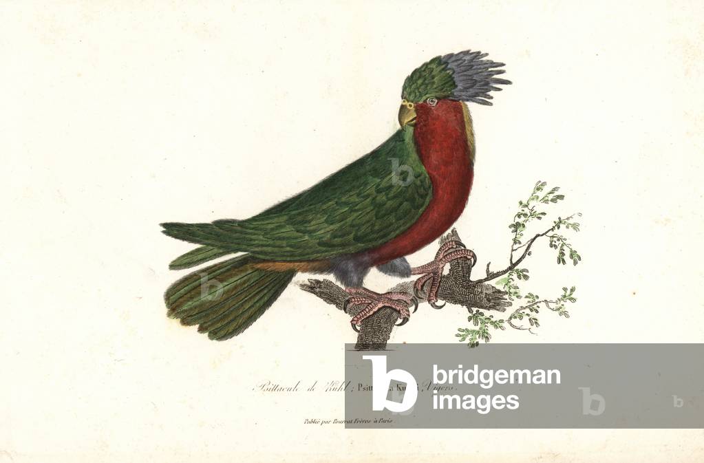 Kuhl's lorikeet, Vini kuhlii (endangered). Handcoloured copperplate engraving from Rene Primevere Lesson's Complements de Buffon, Pourrat Freres, Paris, 1838.