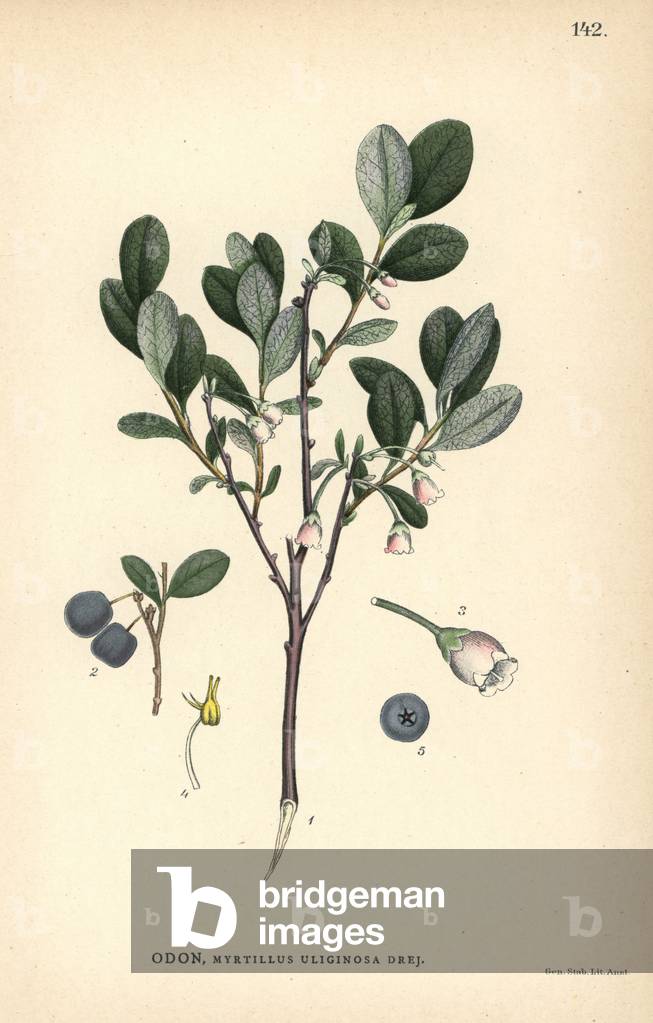 Bog bilberry, Myrtillus uliginosa Drej.