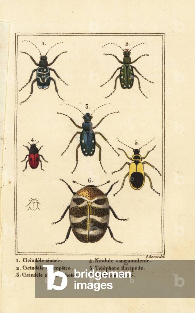 Tiger beetles, Cicindela sinuata 1, Cicindela campestris 2, Cicindela sexguttata 3, Nitidula sanguinolenta 4, varied carpet beetle, Telephore flavipede 5, Anthrenus verbasci 6