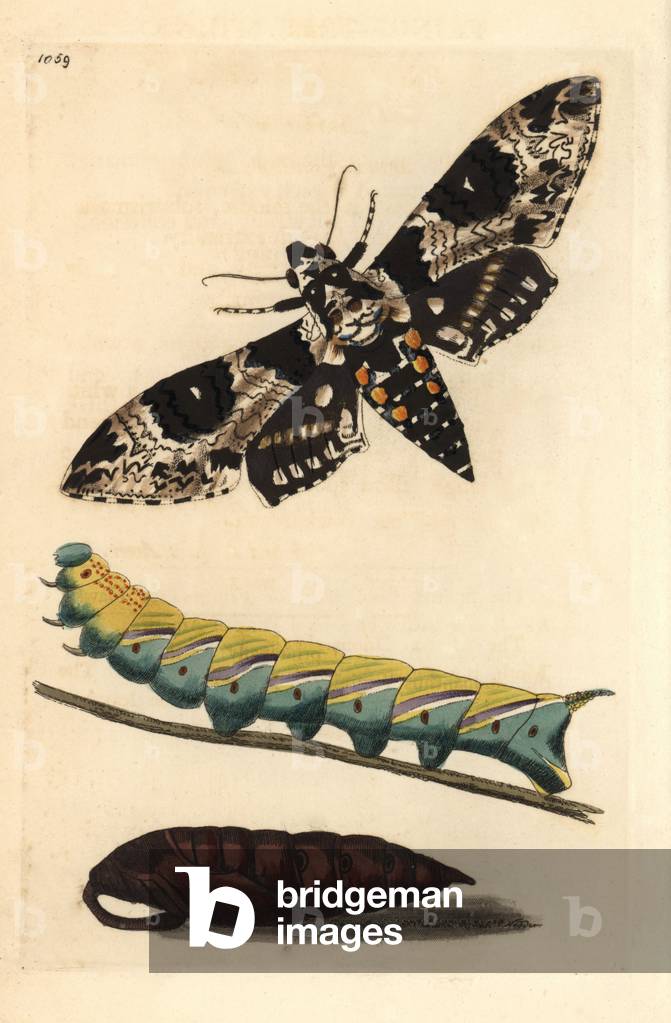 Lepidoptere, rustic sphinx, caterpillar, nymph and adult, Manduca rustica - Lithography by Richard Polydore Nodder (1774-1823) published in The Naturalist Miscellany, 1812