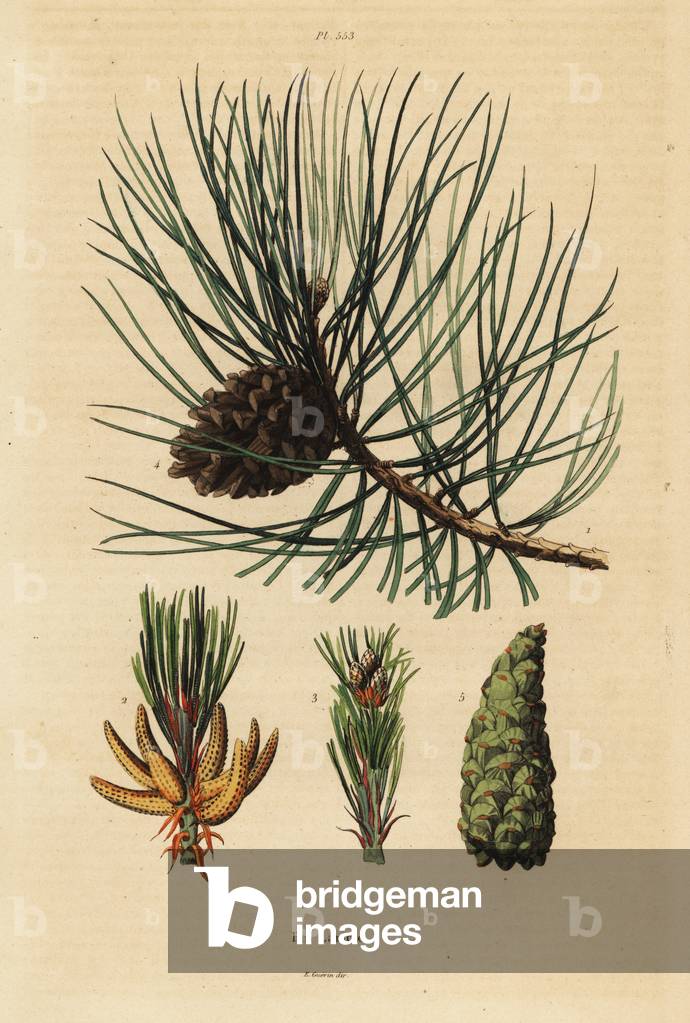 Corsican pine tree, Pinus nigra subsp
