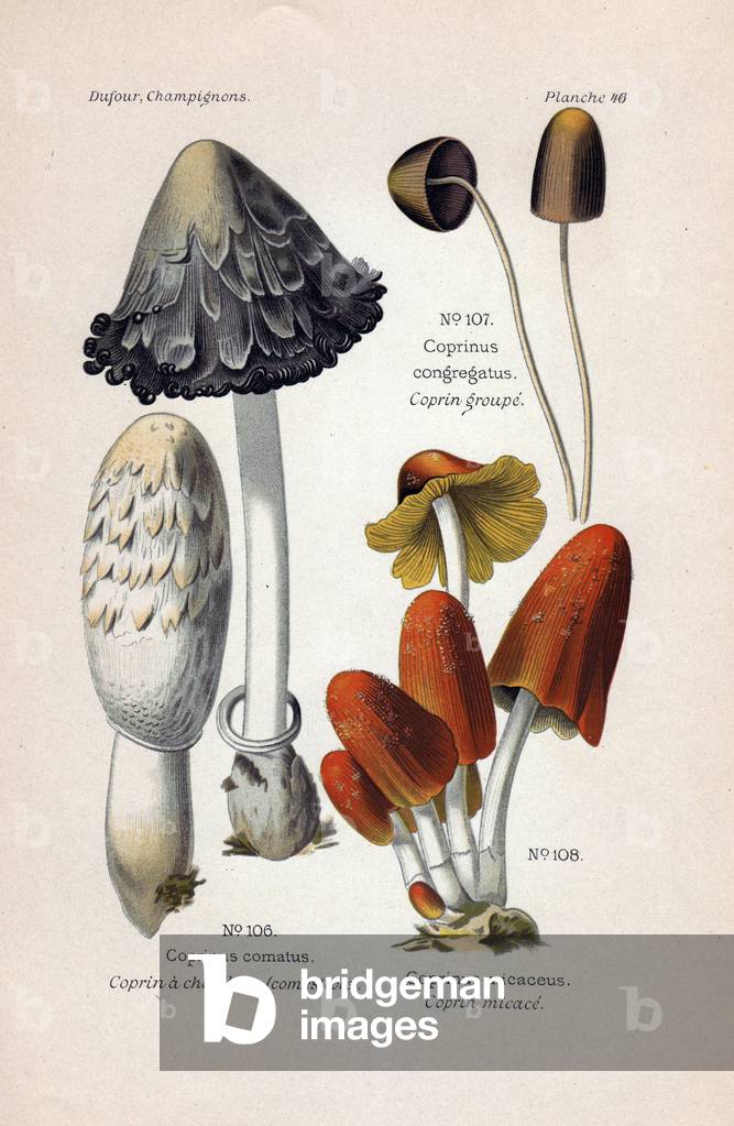 Description of mushrooms: Hairhead (edible), Group and Micace Coprin. Chromolithography in Atlas of edible and venenous mushrooms, 1891, by Leon Marie Dufour (1862-1942), French mycologist.