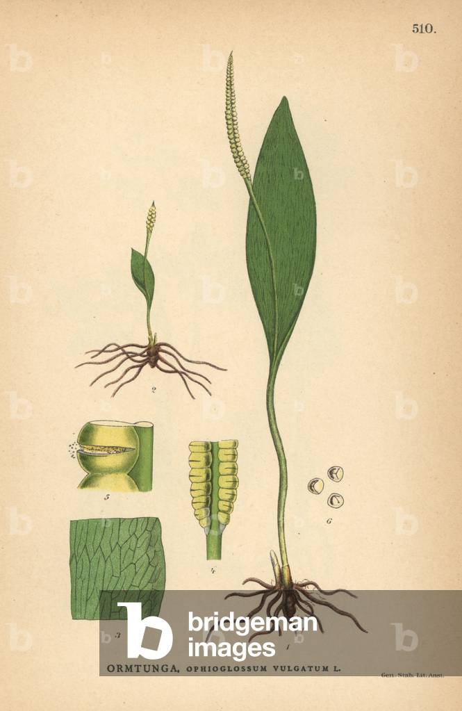 Southern adderstongue, Ophioglossum vulgatum
