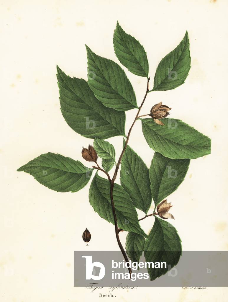 Beech tree, Fagus sylvatica