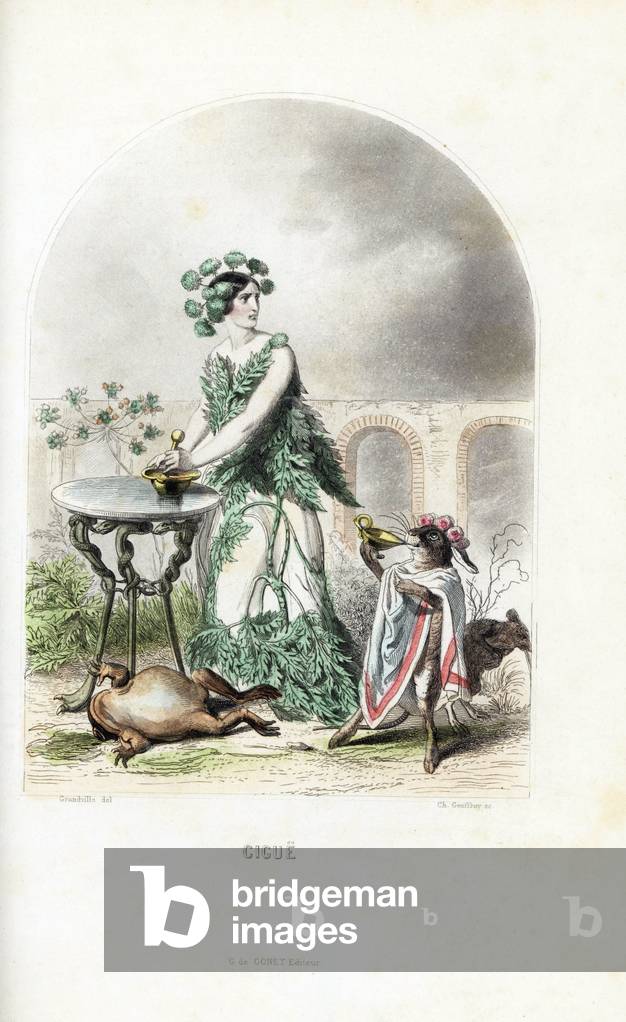 La fee de la cigue crushes a cigue in a mortar with its pestle, while a rabbit in a gown drinks poison near a dead frog - Eau forte by Charles Geoffroy (1819-1882), based on an illustration by Jean Ignace Isidore Gerard dit J.J.J.Granville (1803-1847), for Les fleurs animees, 1847 - Hemlock flower fairy, Conium maculatum - Handcoloured steel engraving by C. Geoffrois after an illustration by Jean Ignace Isidore Grandville from “” Les Fleurs Animees,”” 1847