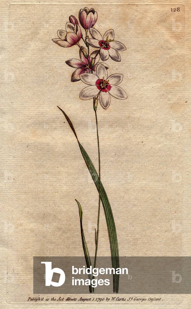 Ixia has a curved stem with white flowers tinged with pale purple. Bending stalked ixia with pale purple tinged white flowers