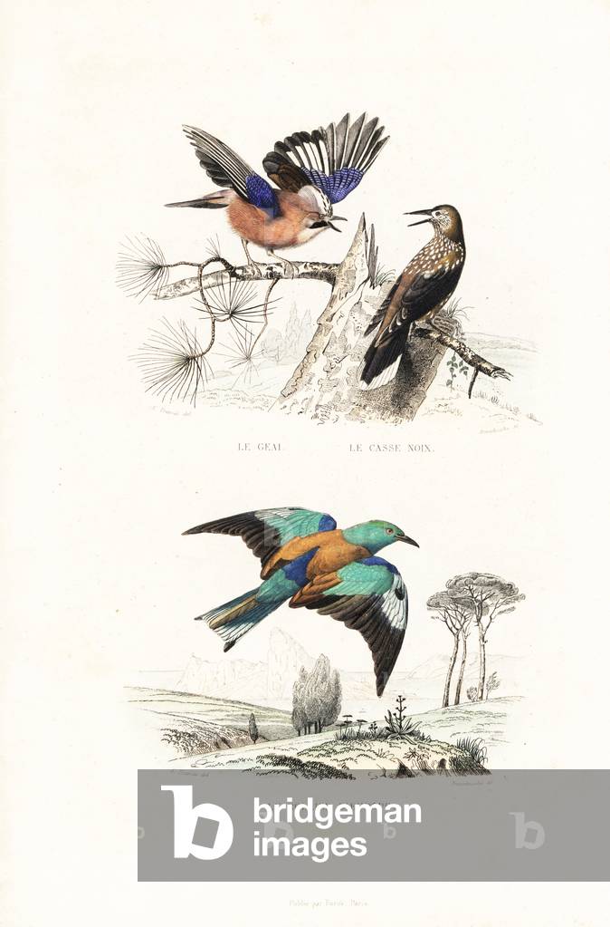 Eurasian jay, Garrulus glandarius, spotted nutcracker, Nucifraga caryocatactes, and European roller, Coracias garrulus. Handcoloured engraving on steel by Anneshower after a drawing by Edouard Travies from Richard's “” New Edition of the Complete Works of Comte de Buffon,”” Pourrat Freres, Paris, 1837.