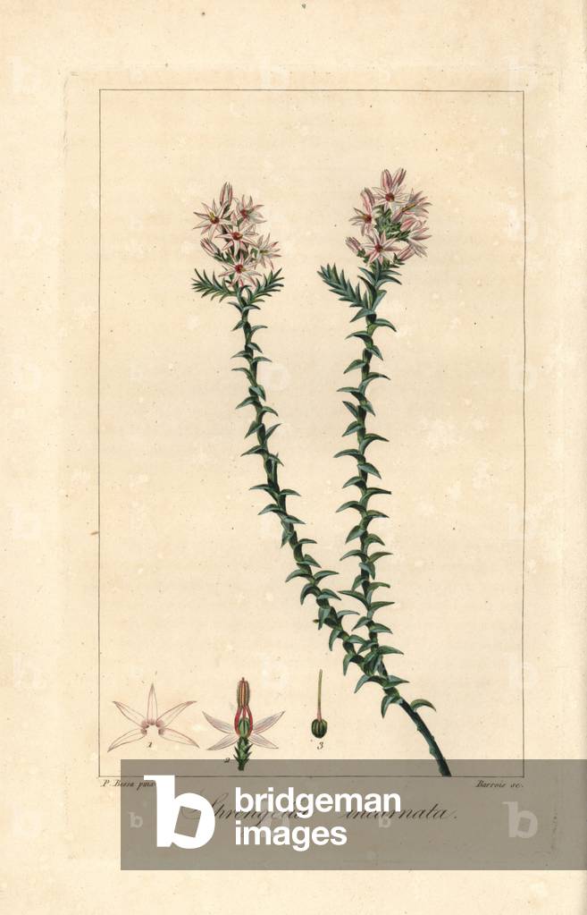 Pink swamp heath, Sprengelia, incarnata, native to Australia. Handcoloured stipple engraving on copper by Barrois from a botanical illustration by Pancrace Bessa from Mordant de Launay's “Herbier General de l'Amateur,” Audot, Paris, 1820. The Herbier was published from 1810 to 1827 and edited by Mordant de Launay and Loiseleur-Deslongchamps. Bessa (1772-1830s), along with Redoute and Turpin, is considered one of the greatest English botanical artists of the 19th century.