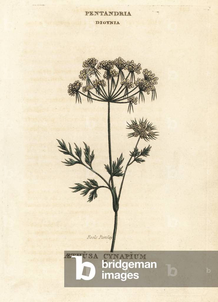 Fools parsley, Aethusa cynapium. Handcoloured copperplate engraving after an illustration by Richard Duppa from his The Clours and Orders of the Linnaean System of Botany, Longman, Hurst, London, 1816.