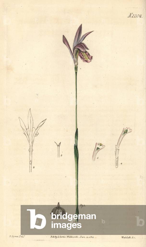 Dragon's mouth or bulbous arethusa, Arethusa bulbosa. Handcoloured copperplate engraving by Weddell after a drawing by P. Syme for Samuel Curtis' continuation of William Curtis' Botanical Magazine, London, 1820.