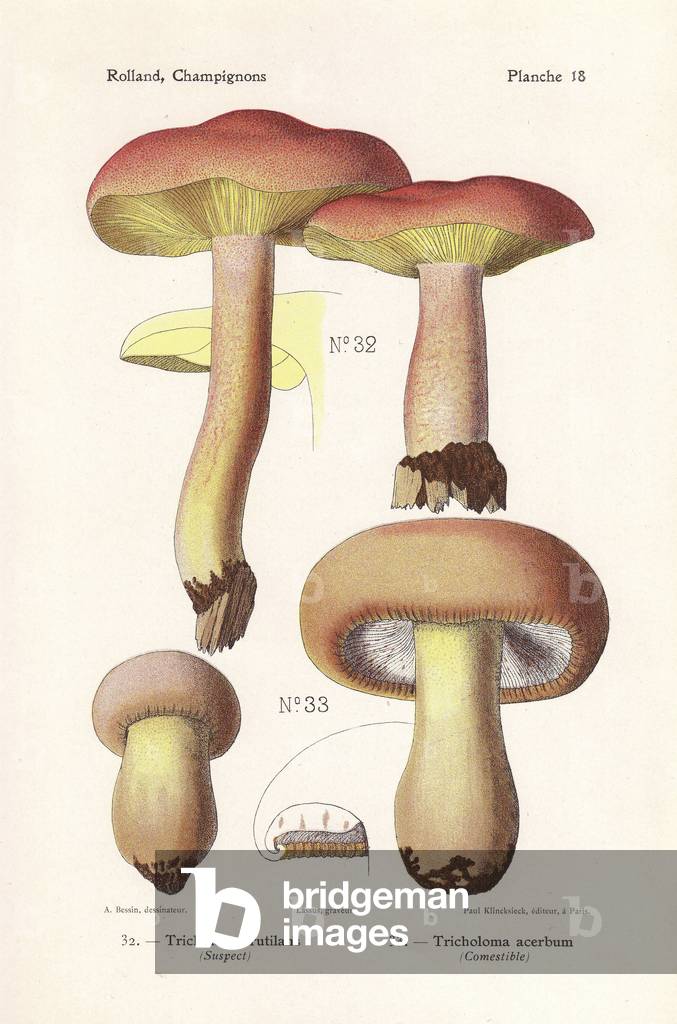 Plums and custard, Tricholomopsis rutilans (Tricholoma rutilans), and bitter knight mushroom, Tricholoma acerbum. Chromolithograph by Lassus after an illustration by A. Bessin from Leon Rolland's Guide to Mushrooms from France, Switzerland and Belgium, Atlas des Mushrooms, Paul Klincksieck, Paris, 1910.