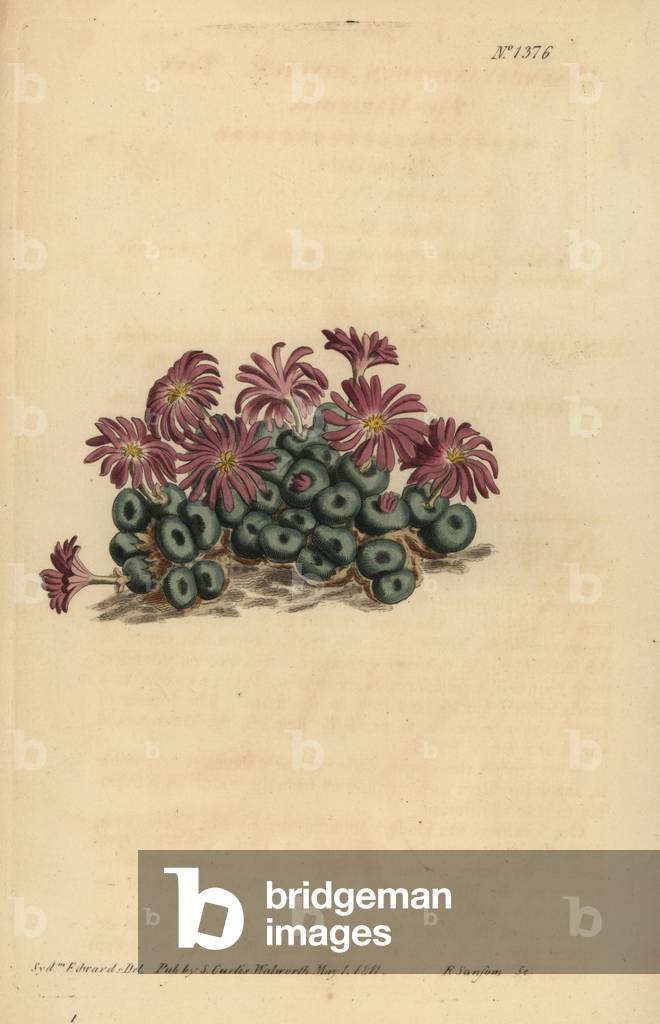 Conophytum minutum (Tiny fig-marigold, Mesembryanthemum minutum)