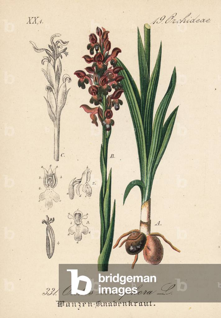 Orchis bug orchid, Anacamptis coriophora (Orchis coriophora). Handcoloured lithograph from Diederich von Schlechtendal's German Flora (Flora von Deutschland), Jena, 1871.