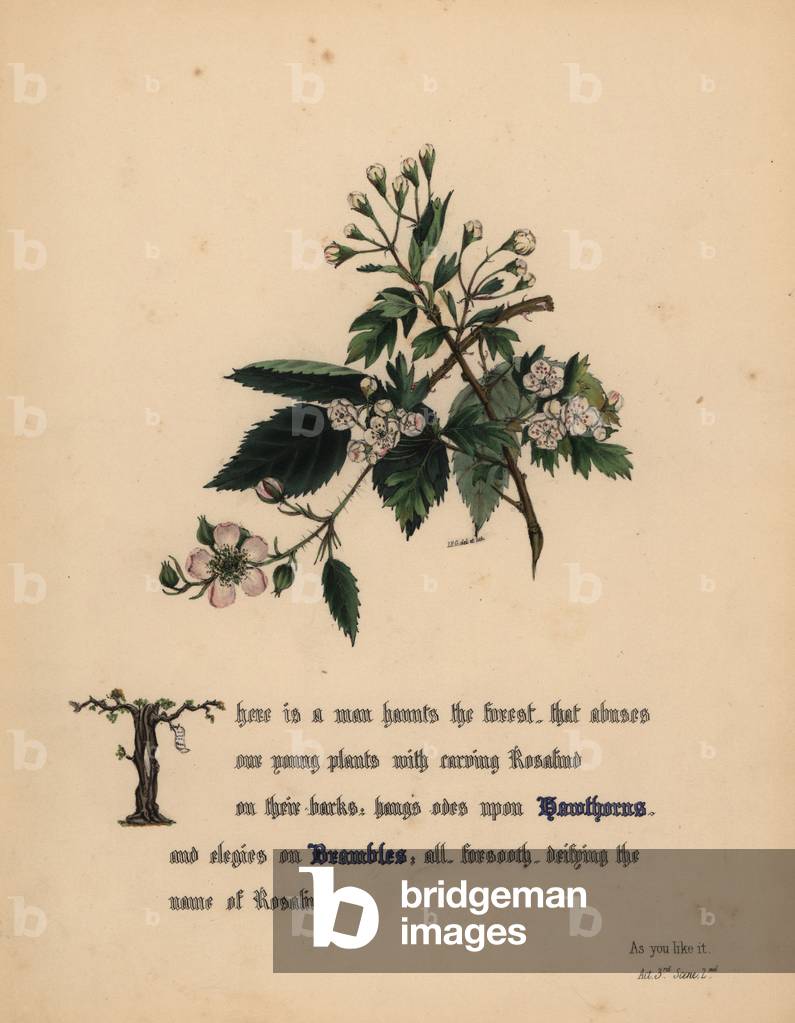 Hawthorns and Brambles (As You Like It). Handcoioured botanical illustration drawn and lithographed by Jane Elizabeth Giraud from The Flowers of Shakespeare, Day and Haghe, London, 1845.