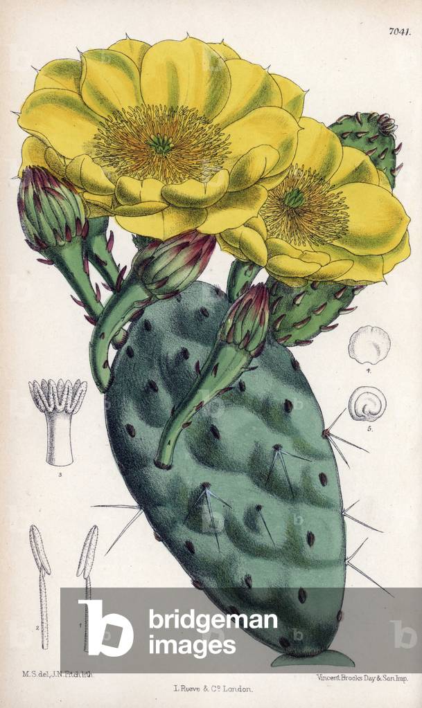 Opuntia rafinesquii, cactus with large yellow flowers, originating in the United States (USA). Drawing by Matilda Smith (1854-1926), Lithography by J.N. Fitch in Curtis Botanical Magazine, by Joseph Dalton Hooker, published in London, England, by L. Reeve and Co, 1889.