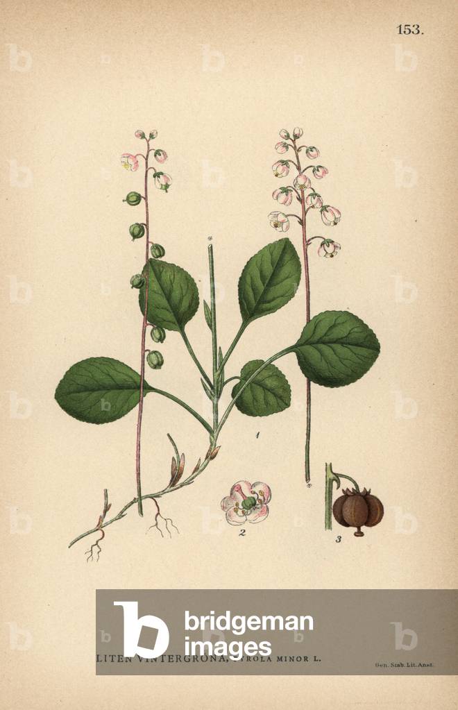 Snowline wintergreen, Pyrola minor
