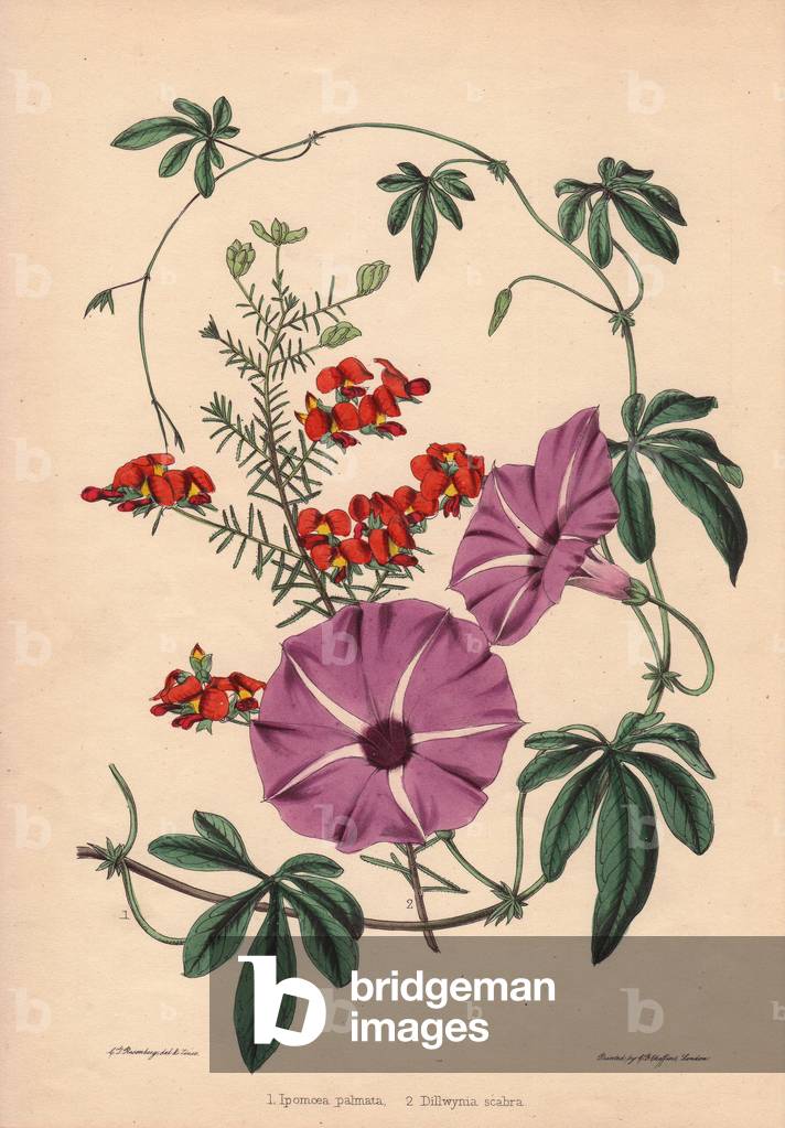 Variete of Volubilis (Ipomoea palmata) with purple flowers and variety of pea flowers (Dillwynia scabra) of ecarlate red colour. Eau forte (zincography) drawn and grave by C.T.Rosenberg, in The Garden Companion and Florist's Guide, 1852, by Thomas Moore (1821-1887), curator of the Botanical Garden of Chelsea (United Kingdom), published by Charles Frederick Cheffins.