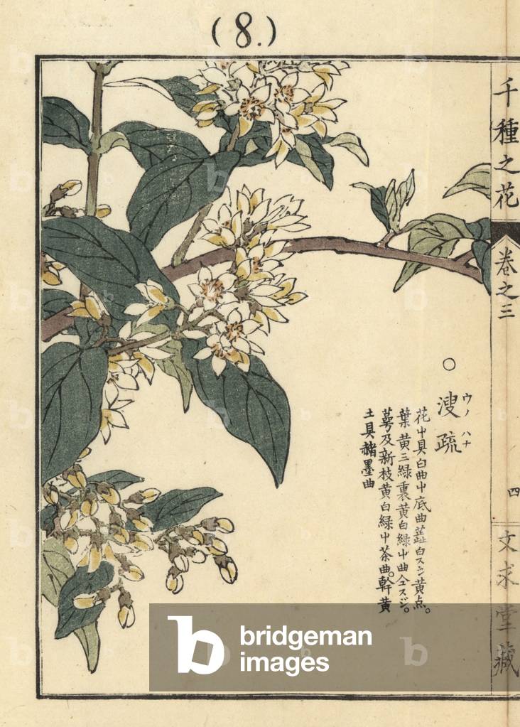 Unohana or rapeseed, Brassica napus (rapeseed) Handcoloured woodblock print by Kono Bairei from Senshu no Hana (One Thousand Varieties of Flowers), Bunkyudo, Kyoto, 1889.