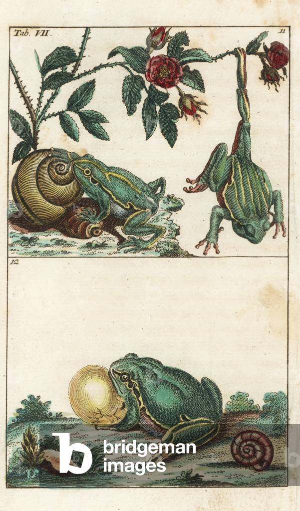 European and Italian Frogs - Strong Water by Gottlieb Tobias Wilhelm (1758-1811), from Encyclopedia of Natural History: Amphibians, 1794 - European and Italian tree frogs - Handcolored copperplate engraving from G. T. Wilhelm's “” Encyclopedia of Natural History: Amphibia,”” 1794