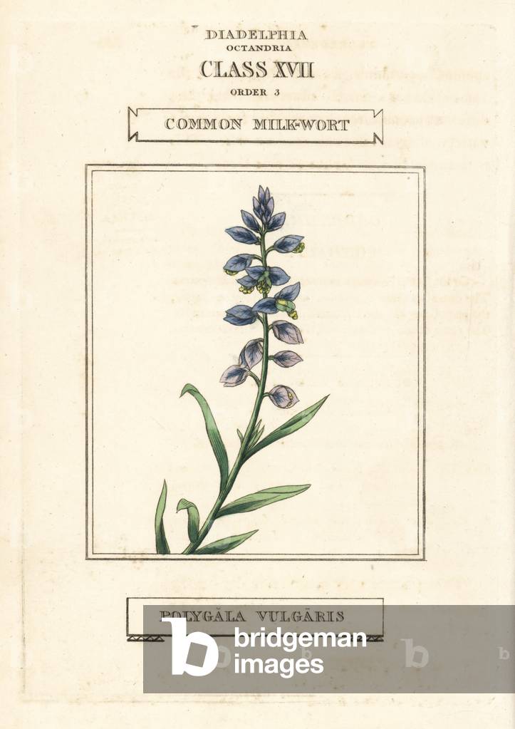 Common milkwort, Polygala vulgaris. Handcoloured copperplate engraving after an illustration by Richard Duppa from his The Clours and Orders of the Linnaean System of Botany, Longman, Hurst, London, 1816.