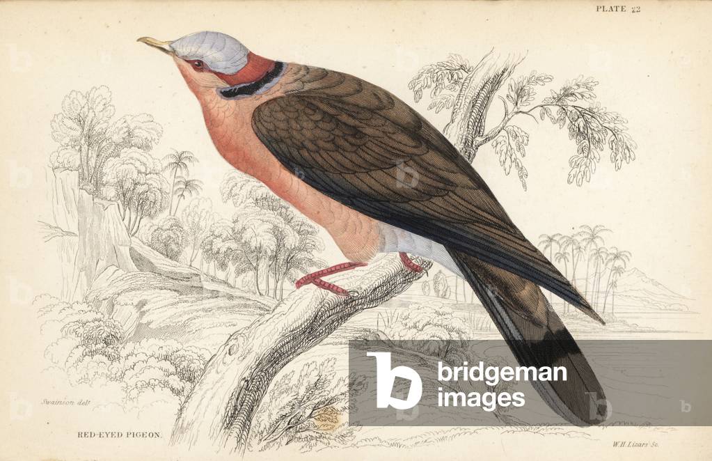 Red-eyed dove, Streptopelia semitorquata (Red-eyed pigeon, Turtur erythrophrys). Handcoloured steel engraving by William Lizars after William Swainson from Sir William Jardine's Naturalist's Library: Ornithology: Birds of Western Africa, Edinburgh, W.H. Lizars, 1837.