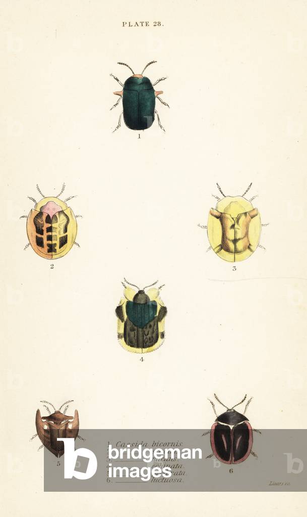 Tortoise beetles: Omocerus bicornis 1, Cassida scalaris 2, Cassida micans 3, Cassida echinata 4, Cassida perforata 5, and Cassida luctuosa 6