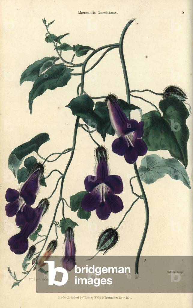 Purple flowered climbing plant, Maurandia barclayana