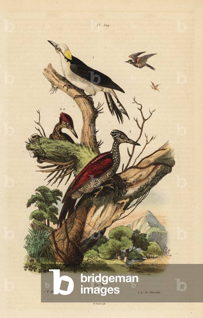 White woodpecker, Melanerpes candidus, Philippine pygmy woodpecker, Yungipicus maculatus, male and female