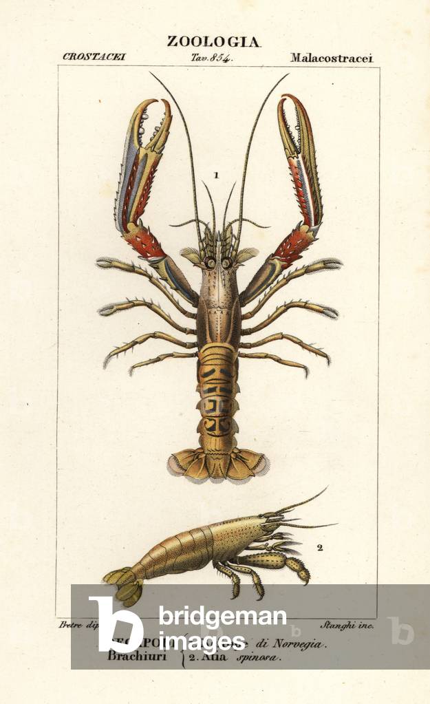 Norway lobster and shrimp