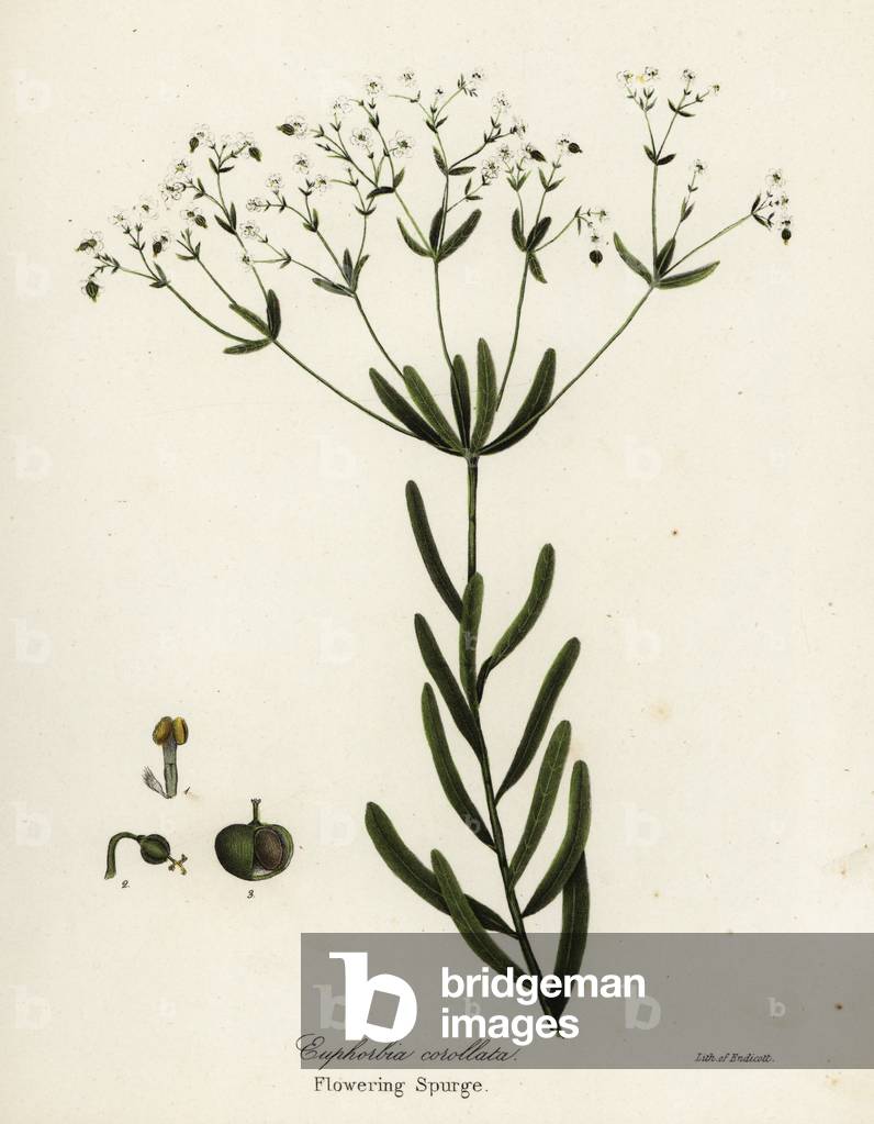 Flowering spurge, Euphorbia corollata