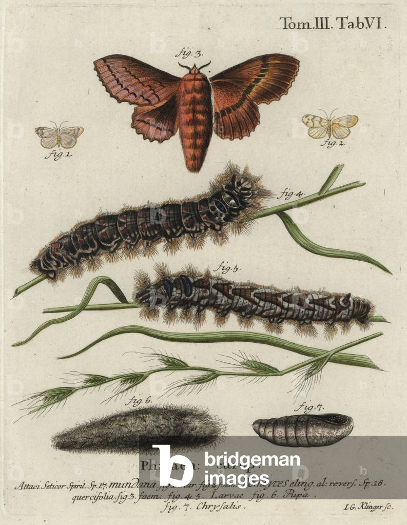 Muslin footman and oak eggar moths.