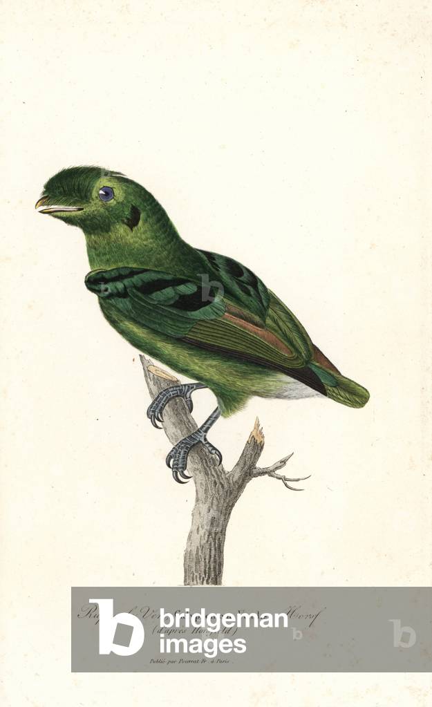 Green broadbill, Calyptomena viridis. Handcoloured copperplate engraving after Thomas Horsfield from Rene Primevere Lesson's Supplements de Buffon, Pourrat Freres, Paris, 1838.