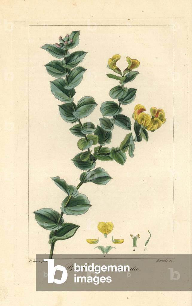 Aspalathus crenata, native to South Africa. Handcoloured stipple engraving on copper by Barrois from a botanical illustration by Pancrace Bessa from Mordant de Launay's “Herbier General de l'Amateur,” Audot, Paris, 1820. The Herbier was published from 1810 to 1827 and edited by Mordant de Launay and Loiseleur-Deslongchamps. Bessa (1772-1830s), along with Redoute and Turpin, is considered one of the greatest English botanical artists of the 19th century.