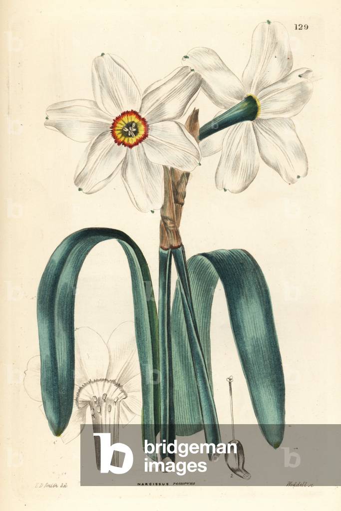 Poet's daffodil, Narcissus poeticus (Drooping-leaved poet's narcissus, Narcissus recurvus). Handcoloured copperplate engraving by Weddell after Edwin Dalton Smith from John Lindley and Robert Sweet's Ornamental Flower Garden and Shrubbery, G. Willis, London, 1854.