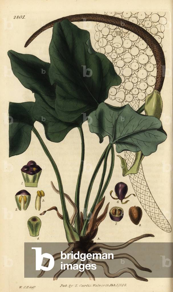 Anthurium macrophyllum (Large-leaved pothos, Pothos macrophylla). Handcoloured copperplate engraving by Swan after an illustration by William Jackson Hooker from Samuel Curtis' Botanical Magazine, London, 1828.
