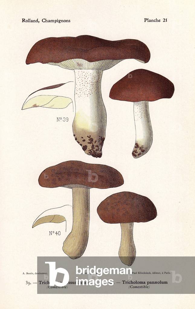 Edible mushrooms: Tricholoma pessundatum, Tricholoma panaeolum. Chromolithograph drawn by Bessin for Leon Rolland's “Atlas of Mushrooms”” 1911.