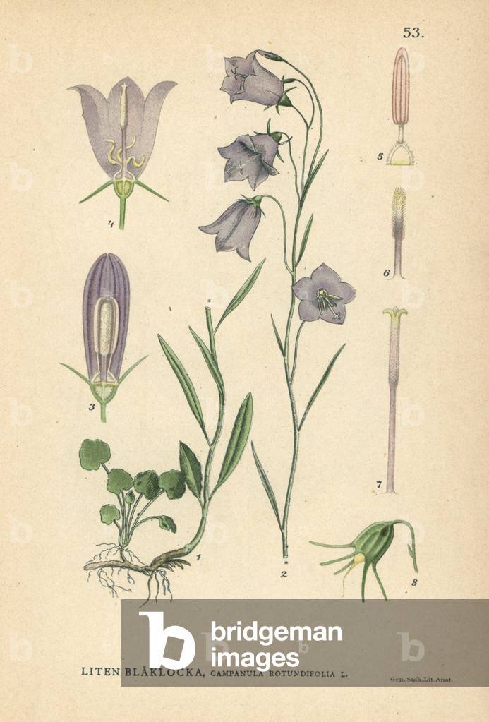 Harebell, Campanula rotundifolia