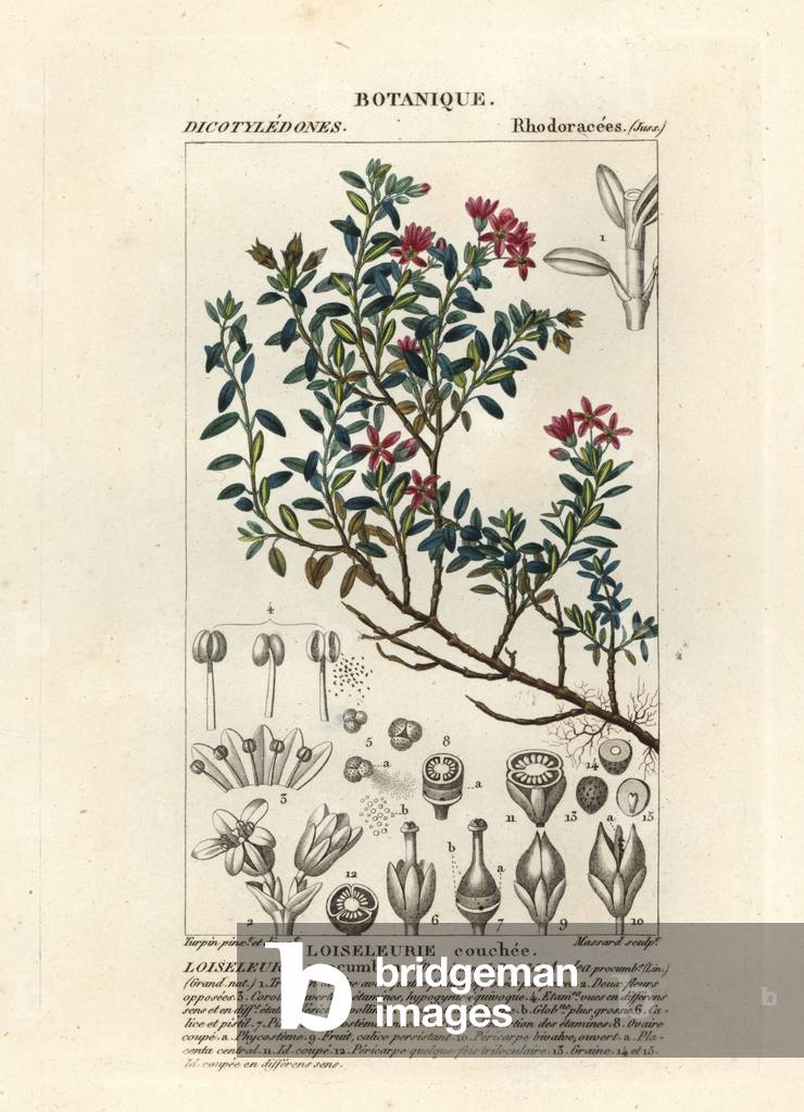 Alpine azalea, Loiseleuria procumbens