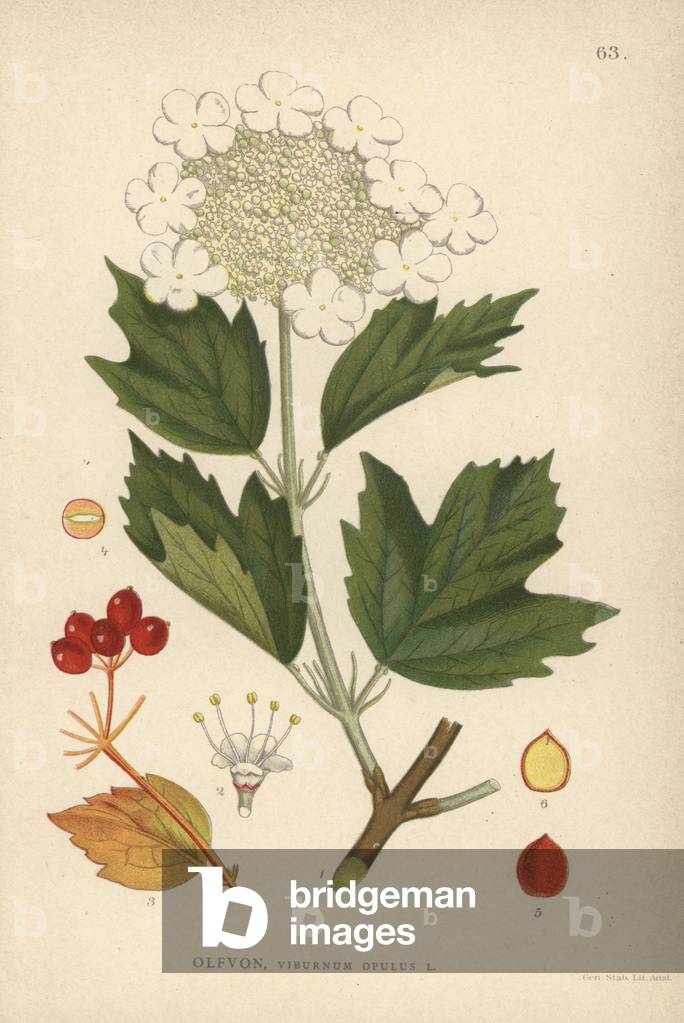 Guelder rose, Viburnum opulus