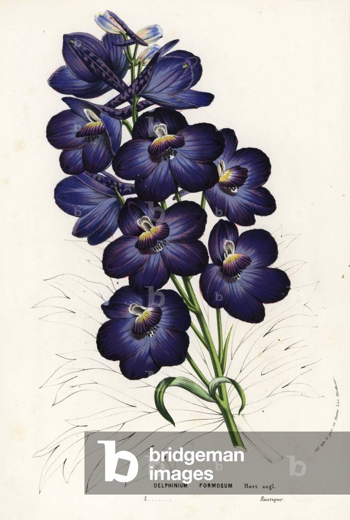 Larkspur hybrid, Delphinium formosum. Handcoloured lithograph from Louis van Houtte and Charles Lemaire's Flowers of the Gardens and Hothouses of Europe, Flore des Serres et des Jardins de l'Europe, Ghent, Belgium, 1857.
