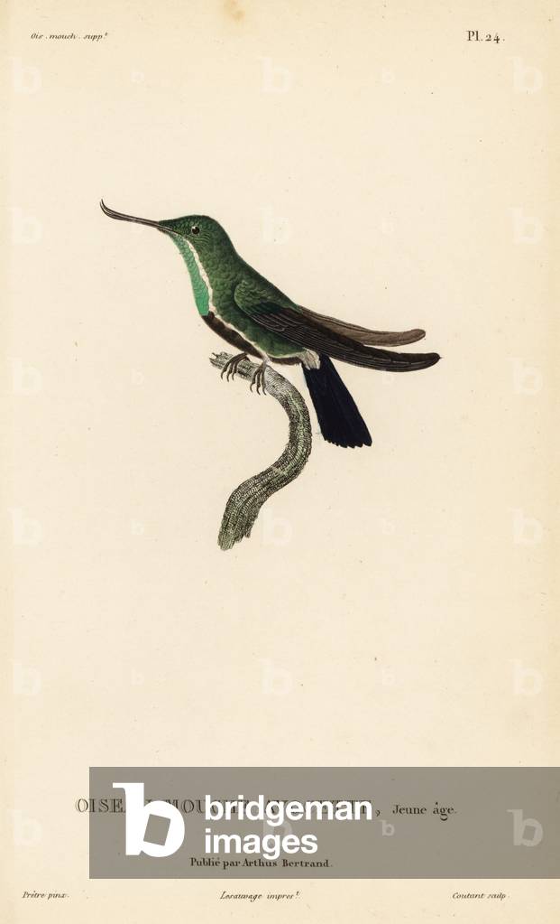 Fiery-tailed awlbill, Avocadettula recurvirostris (Ornismya avocetta), juvenile. Handcolored steel engraving by Coutant after an illustration by Jean-Gabriel Pretre from Rene Primevere Lesson's Natural History of the Colibri Genus of Hummingbirds.
