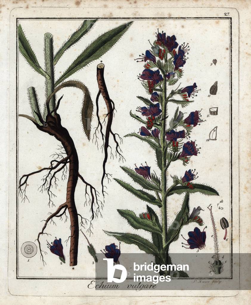 Viperine commune - Lithograph by F. Guimpel, extracted from botanical medicale by Friedrich Gottlob Haynes (1763-1832), Berlin, 1822 - Viper's bugloss or blueweed, Echium vulgare - Handcoloured copperplate by F. Guimpel from Dr. F. G. Hayne's Medical Botany, Berlin, 1822